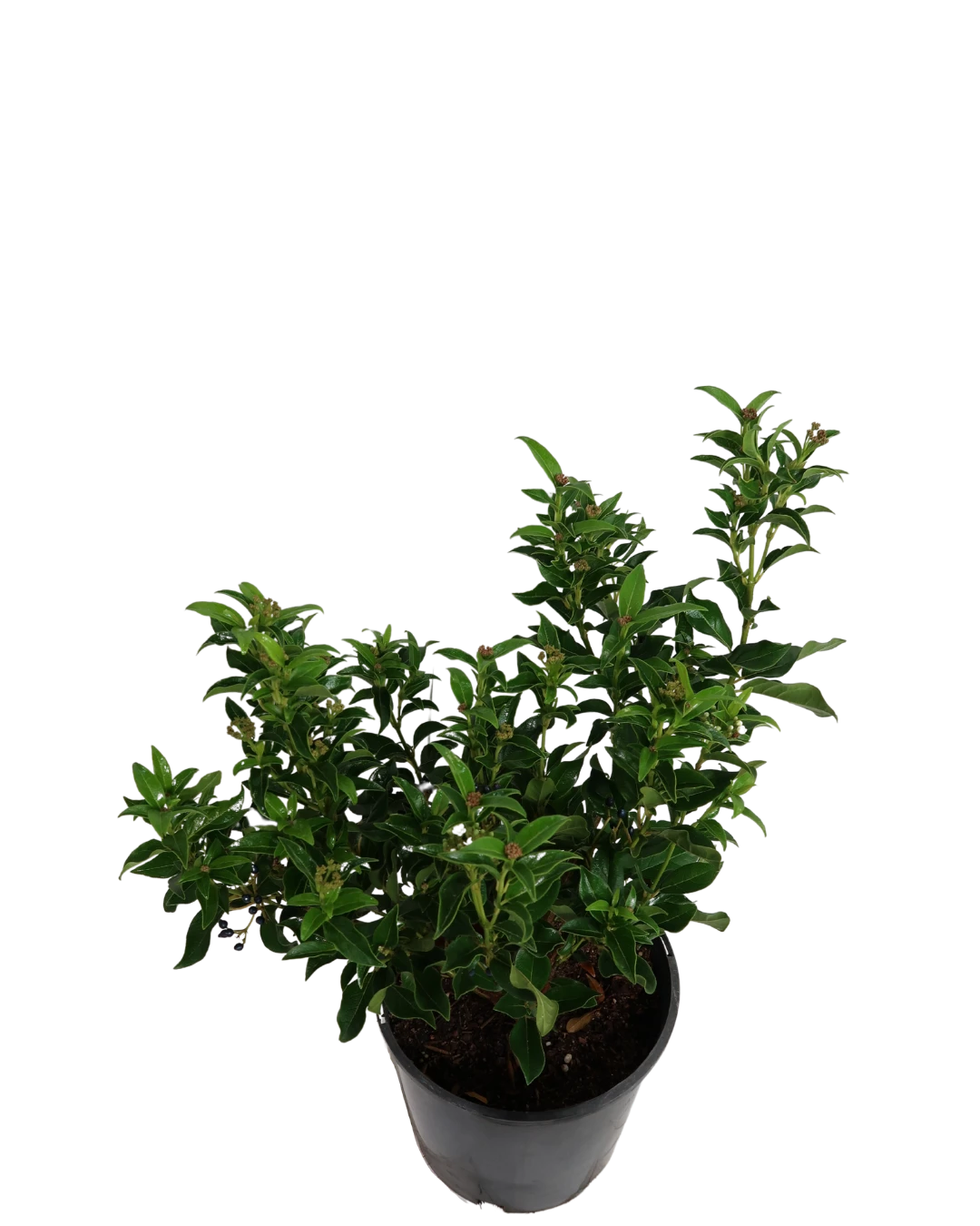 Viburnum Tinus 2 Viburnum Tinus - Image 2