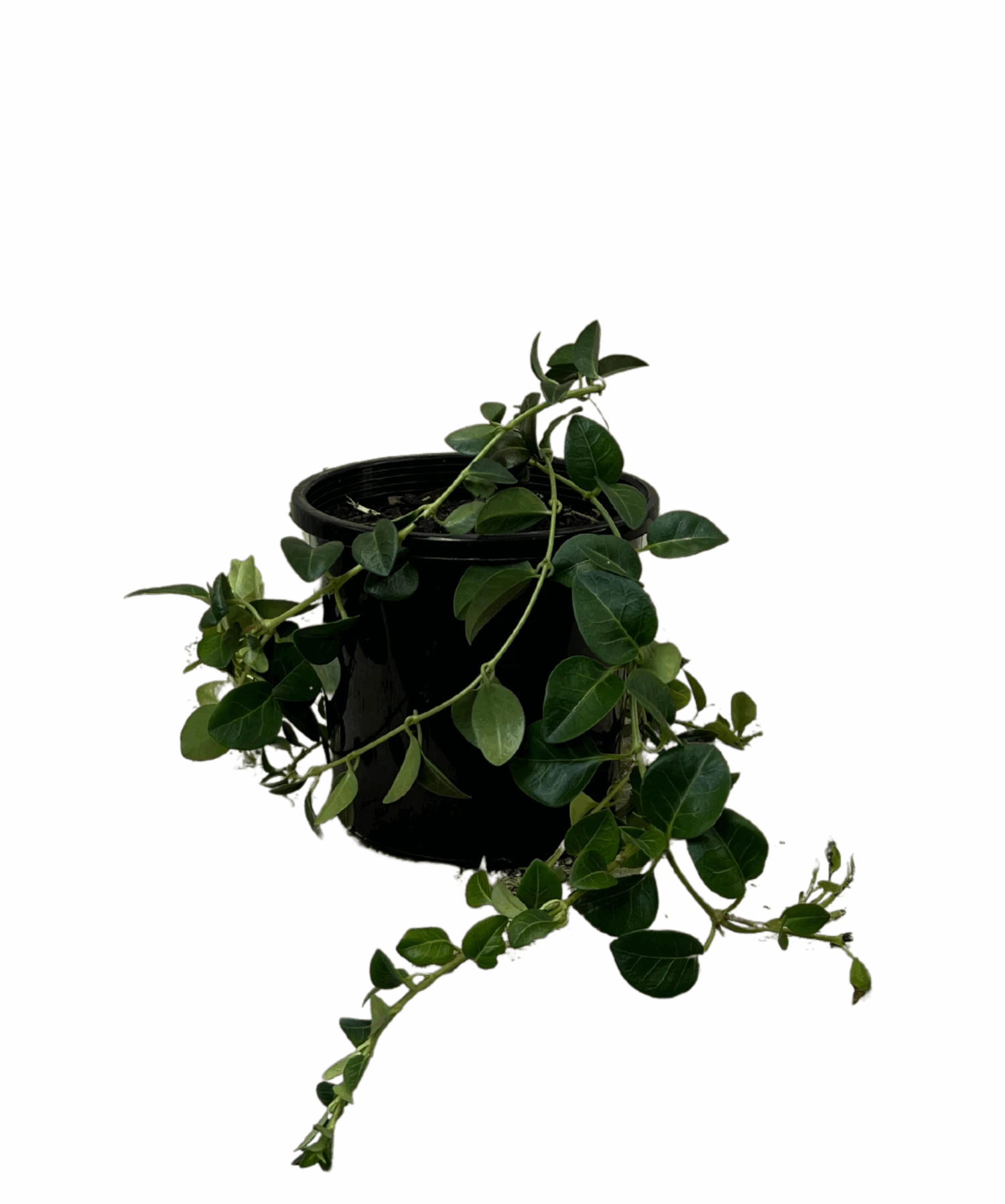 Vinca Minor Alba 1 Vinca Minor Alba