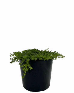 White Creeping Thyme - THYMUS SERPYLLUM ALBUS