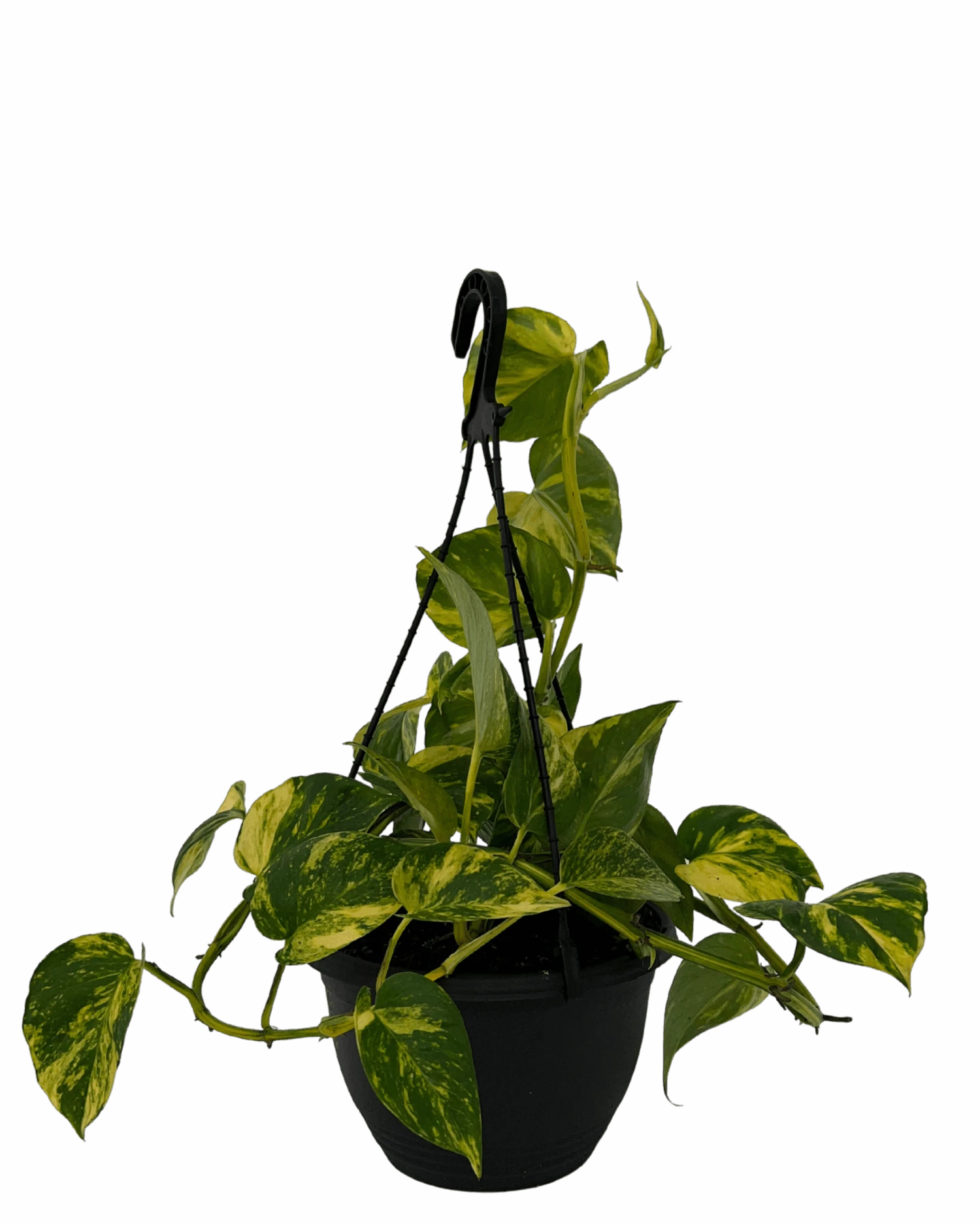 Waldecks Sales Store 42 Waldecks Sales Store -Waldecks Store AUREMHANGINGBASKET2 scaled 1