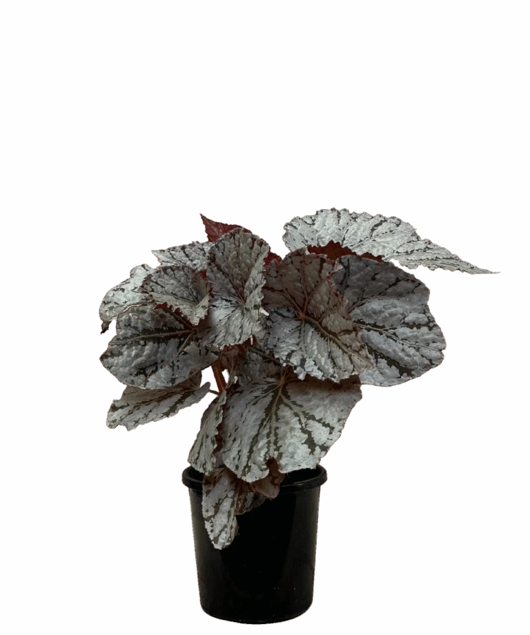 Waldecks Sales Store 16 Waldecks Sales Store -Waldecks Store BegoniaRex 768x920 1