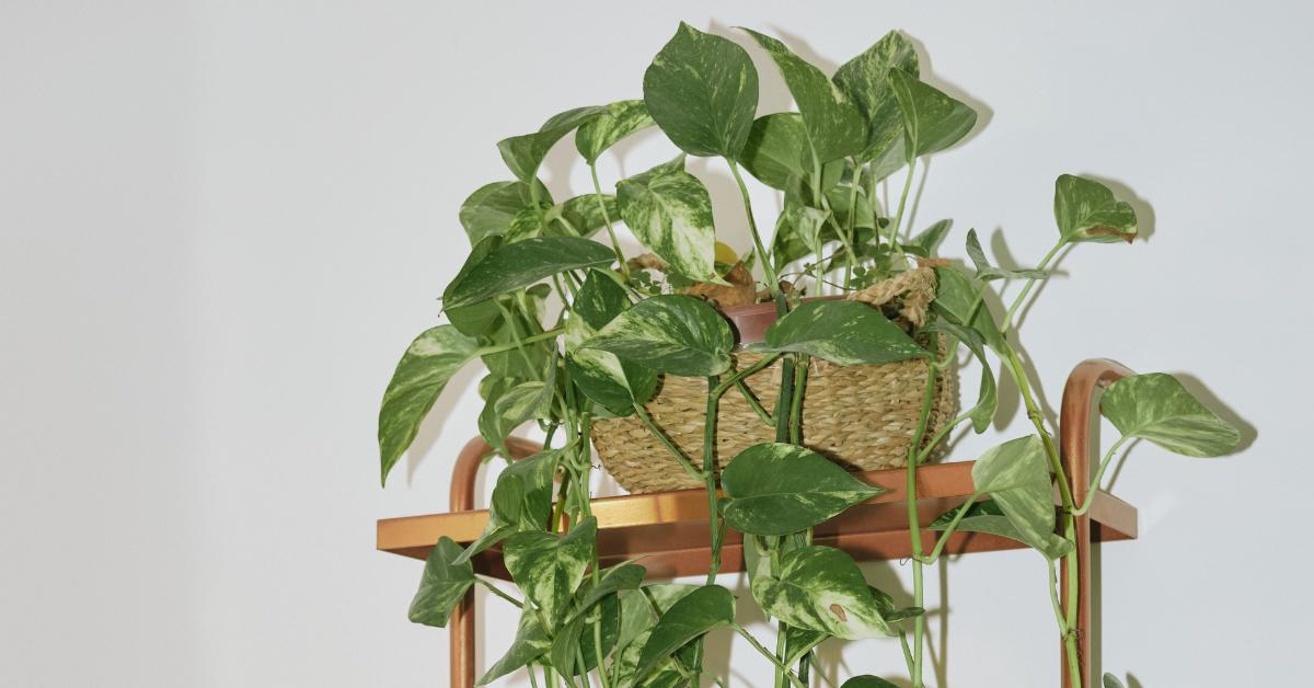 Waldecks Sales Store -Waldecks Store Can You Use Trailing Plants As Climbing Plants