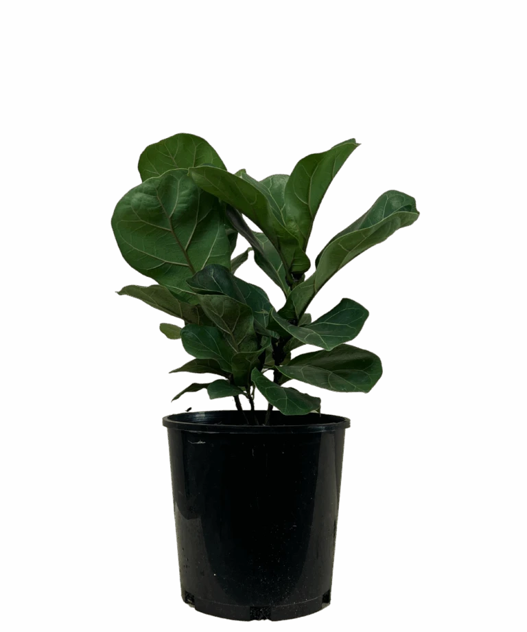 Waldecks Sales Store 41 Waldecks Sales Store -Waldecks Store FicusBambino b1f0f8d4 2d28 4a16 9a32 3c3299ec02e1 768x920 1