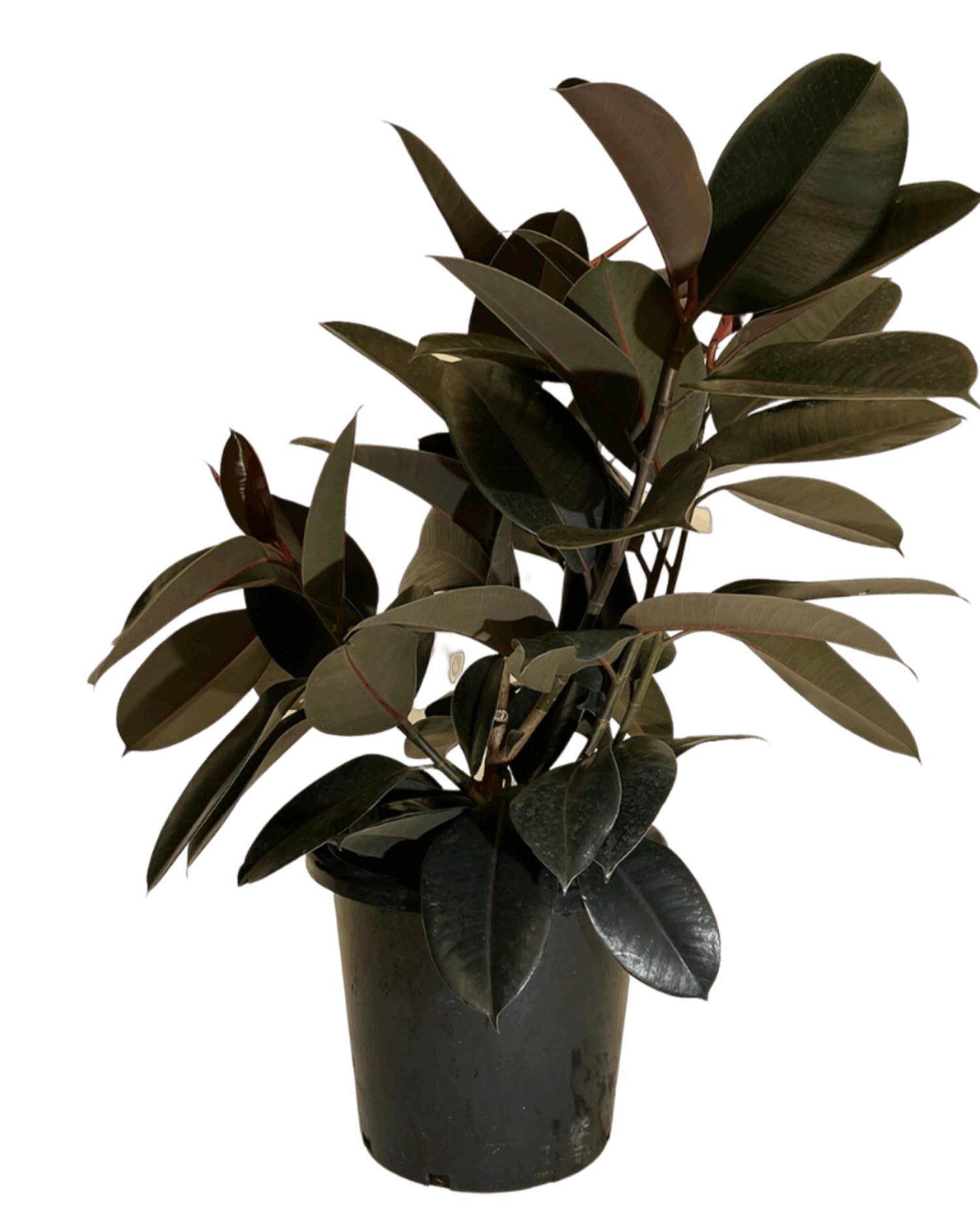 Waldecks Sales Store 17 Waldecks Sales Store -Waldecks Store FicusBurgundy305 scaled 1