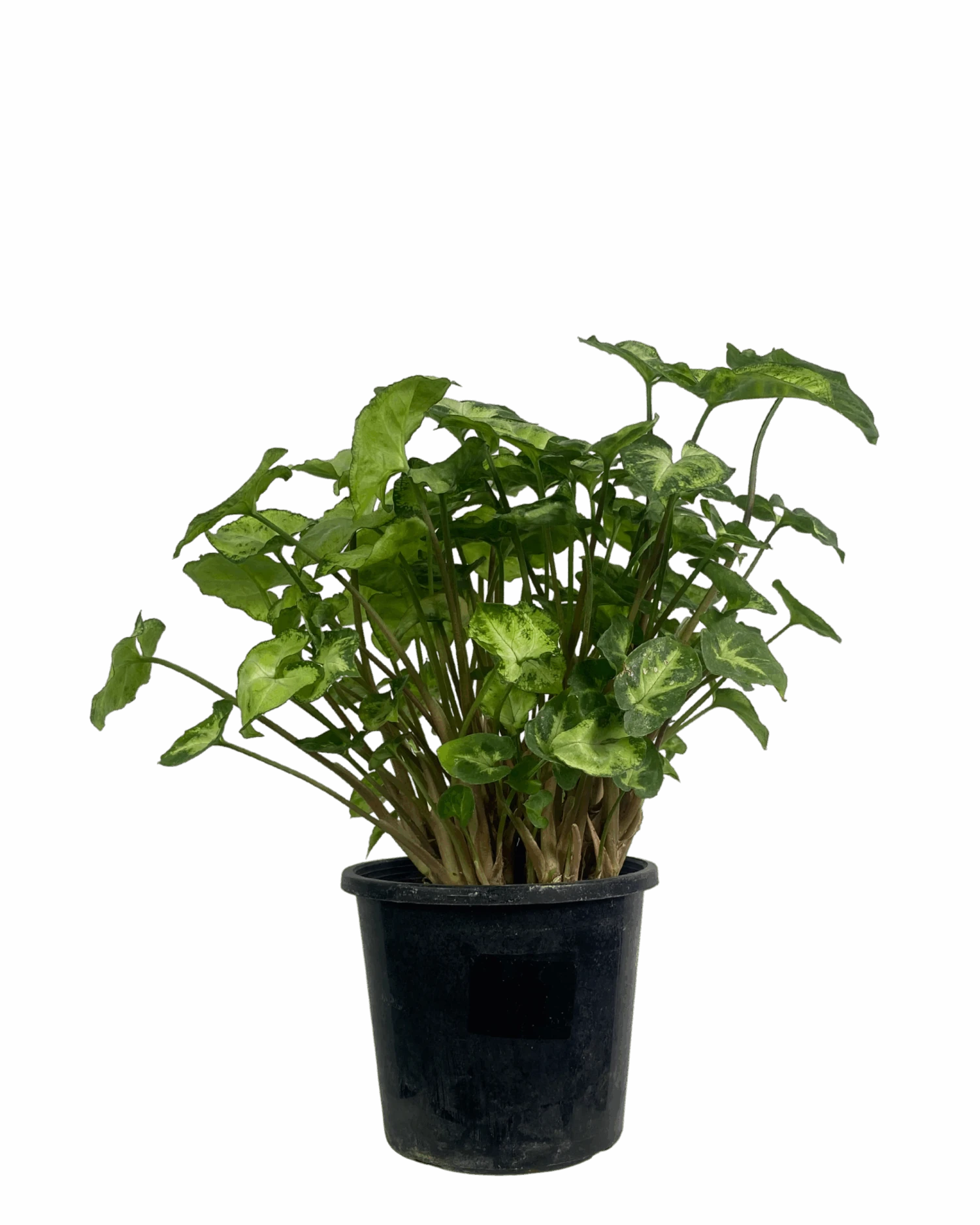 Waldecks Sales Store 44 Waldecks Sales Store -Waldecks Store SyngoniumPixie 2 scaled 1