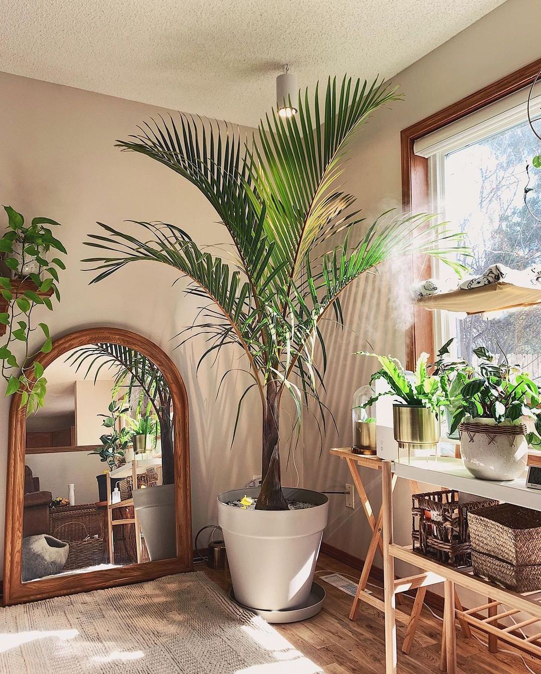 Waldecks Sales Store -Waldecks Store best indoor tree plants spark joy featured