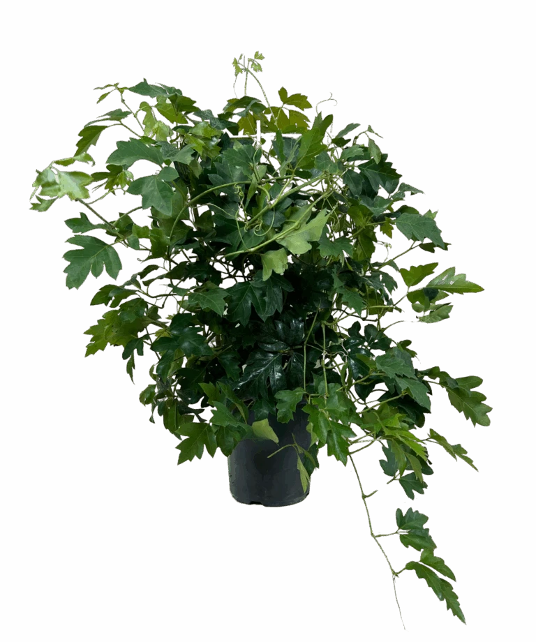 Waldecks Sales Store 40 Waldecks Sales Store -Waldecks Store ivy 768x920 1