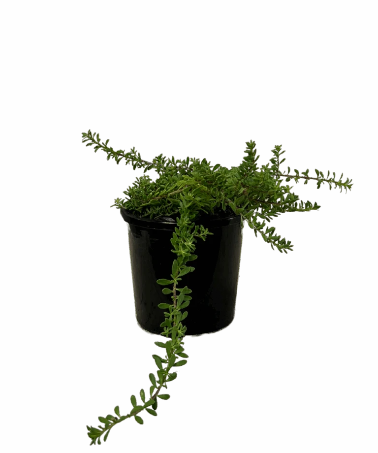 Waldecks Sales Store 4 Waldecks Sales Store -Waldecks Store myoporumparvifolium 768x920 1