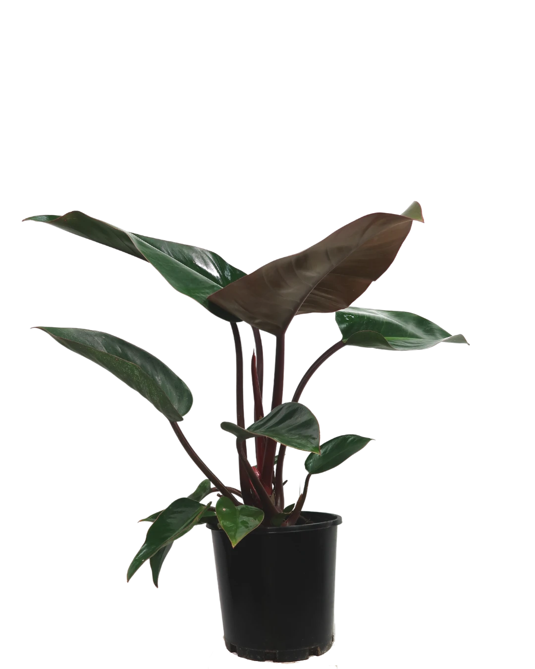 Waldecks Sales Store 43 Waldecks Sales Store -Waldecks Store rojocongo200mm 2